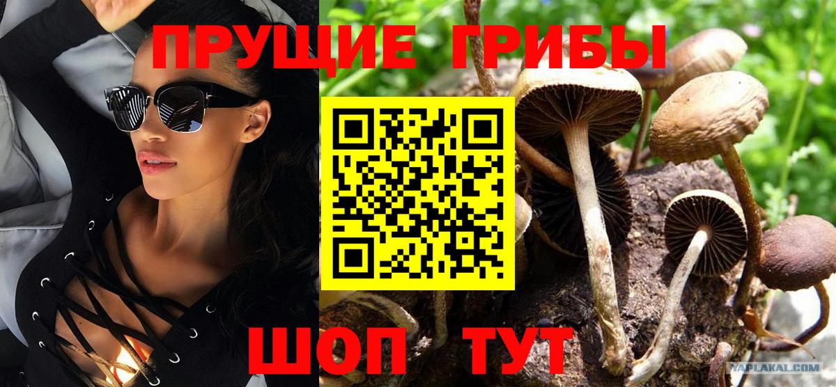 Галлюциногенные грибы Psilocybe Усть-Джегута