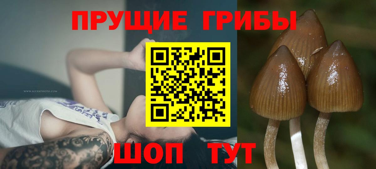 Усть-Джегута  Галлюциногенные грибы мицелий  Вход с VPN 